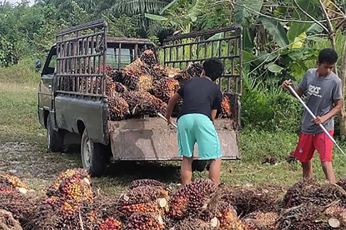 Jalan Berlumpur Upah Lansir TBS Rp 700 per-Kg, Petani Sawit Tidak Bisa Apa-Apa