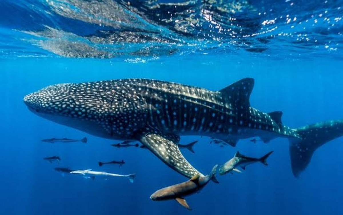 Bukan Paus Biru, Ternyata Ini Ikan Terbesar di Dunia, Ukurannya Setengah Lebih Kecil dari Paus Biru