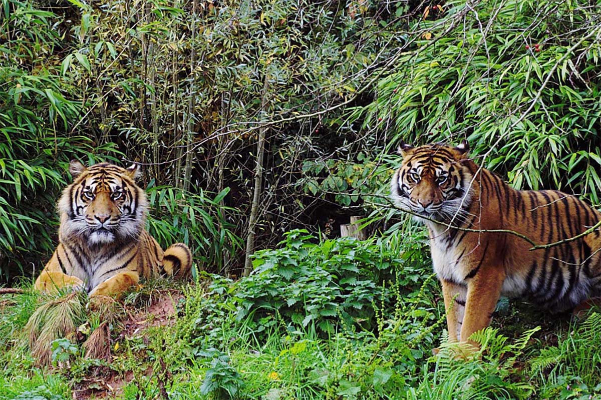3 Jenis Harimau di Indonesia, 2 Sudah Punah Hanya Tersisa Harimau Sumatera