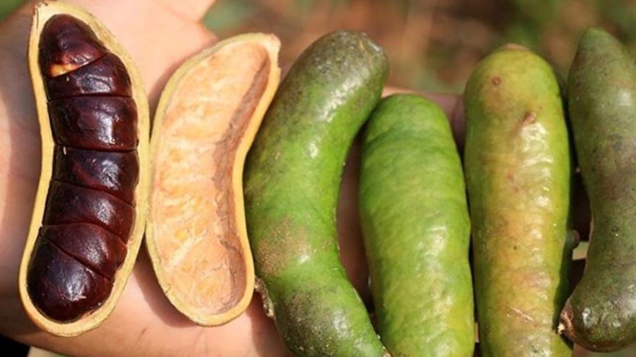 Manfaat Mengkosumsi Buah Kabau Untuk Kesehatan, Aromanya Melebihi Jengkol dan Petai