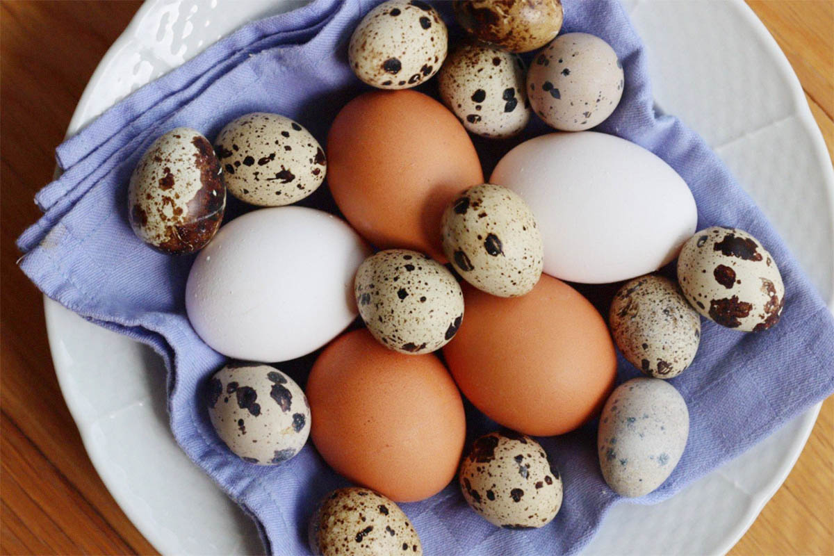 11 Telur Bisa Dimakan, Diantaranya Menjadi Makanan Mewah Termahal Hanya Orang Kaya Mampu Beli