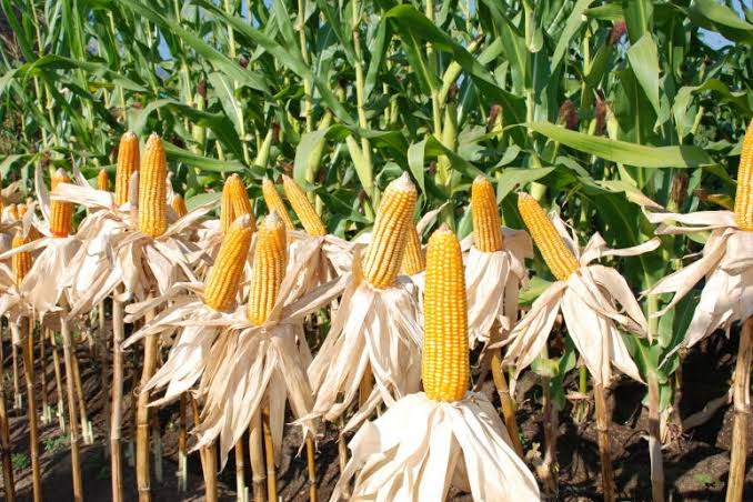 Pemdes Lubuk Sanai Dua Panen Jagung Program Sadesahe, Hasilnya Hingga 3 Ton