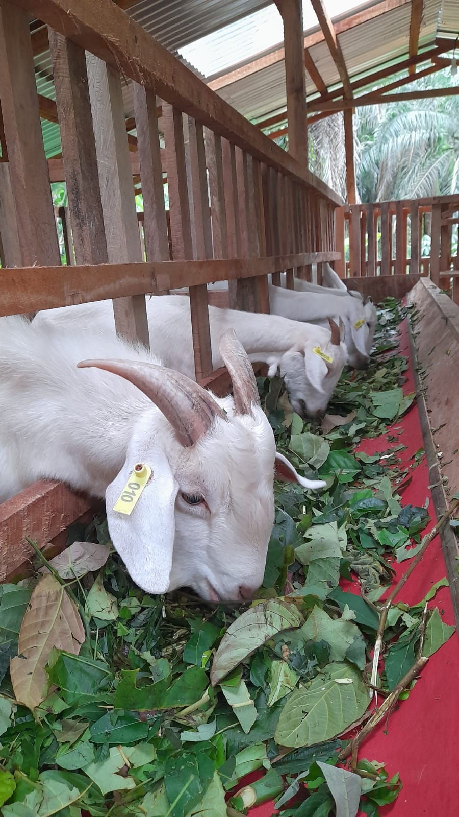 Aset Desa Program Ketahanan Pangan Boleh Dialihkan, Ini Syaratnya