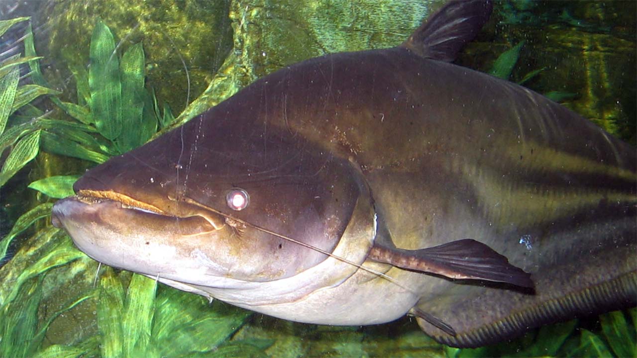 Fakta Unik dan Menarik dari Ikan Tapah, Ikan Predator Air Tawar