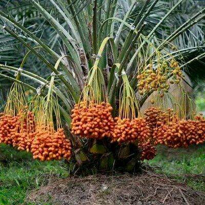 Ini Alasannya Pohon Kurma di Thailand Tumbuh Subur dan Berbuah Lebat