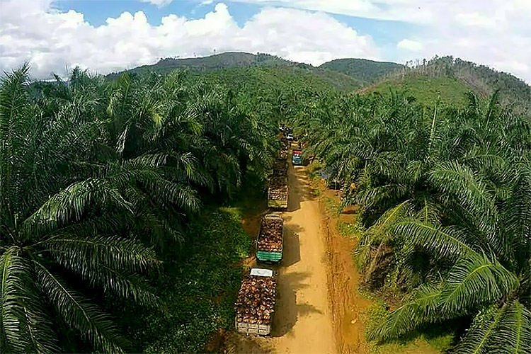 Riau Lumbung CPO Terbesar di Indonesia, Dampaknya Lahan Gambut Jadi Begini