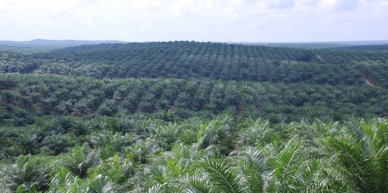 Selain Riau, Ini Provinsi Paling Tajir, Lumbung Sawit di Indonesia