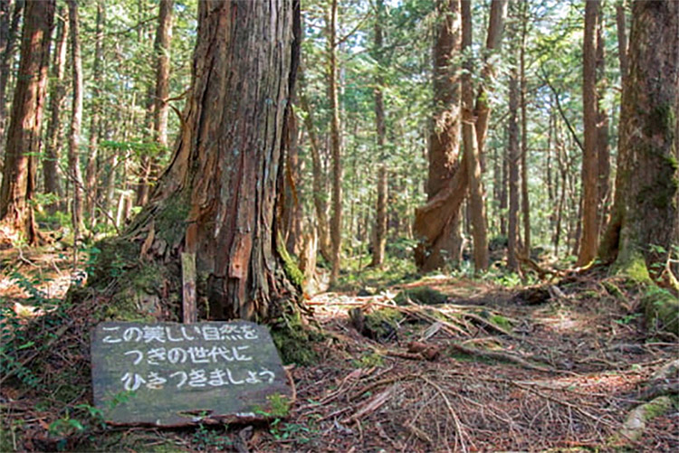 Legenda Rakyat, Ubasute Tradisi Orang Jepang Membuang Orang Tua Renta Sakit Sakitan Ke Hutan Paling Angker 