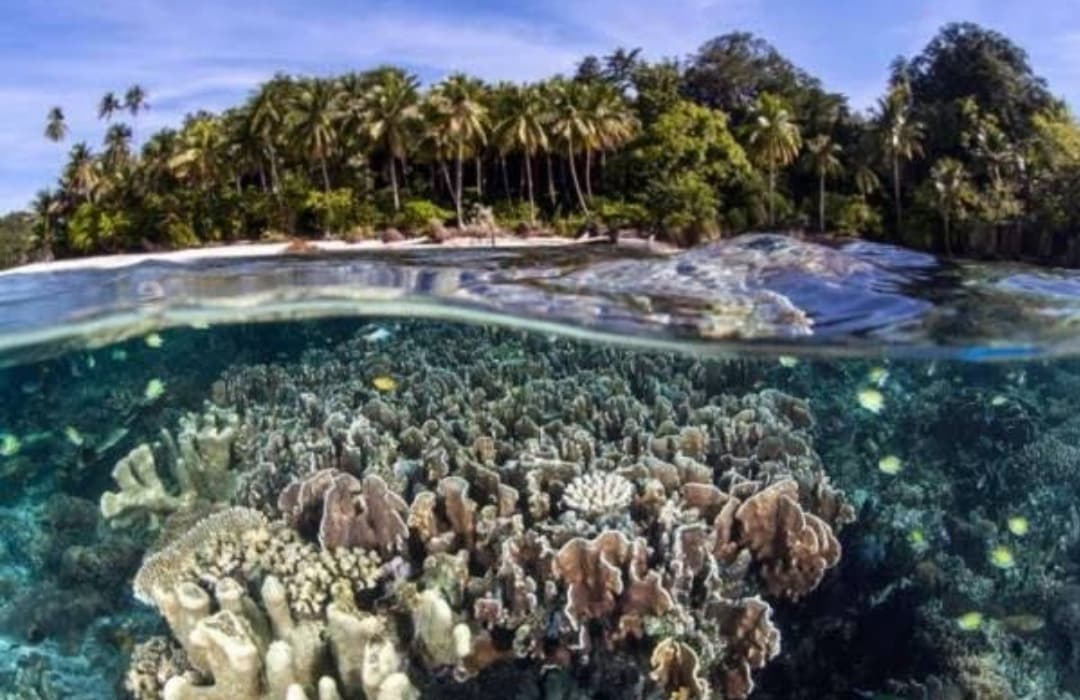 Punya Terumbu Karang Dibawah Laut, Inilah Pesona Pulau Pisang di Pesisir Barat Lampung Yang Menakjubkan