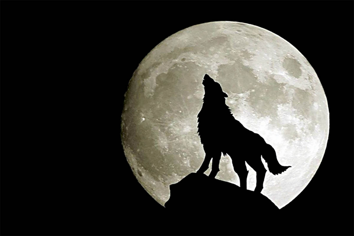 Mitos dan Fakta Lolongan Serigala dan Bulan Purnama