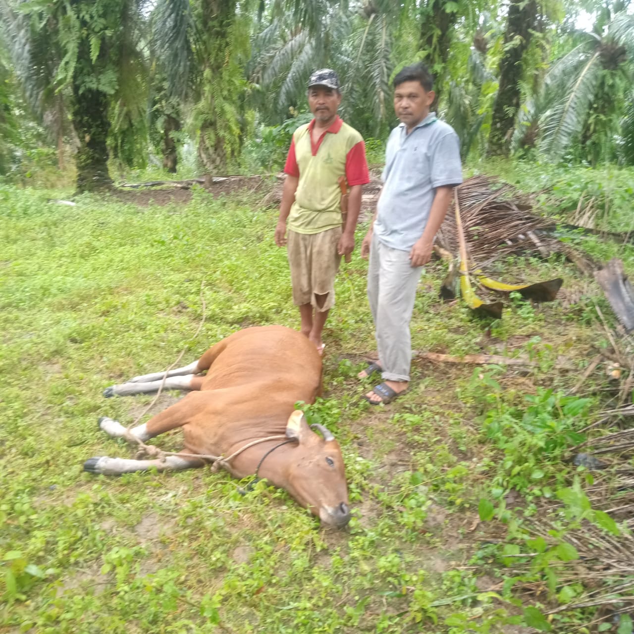 Lima Ternak Sapi Program Ketahanan Pangan Tewas