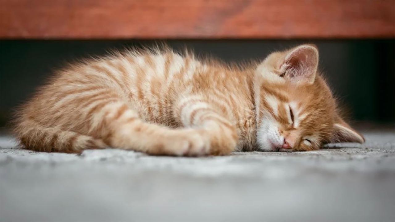 Cara Ampuh Membuat Kucing Tidur Nyenyak di Malam Hari