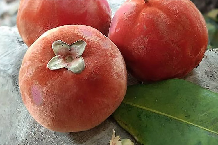 Sudah Jarang Ditemukan! Inilah Manfaat Buah Bisbul Bagi Kesehatan