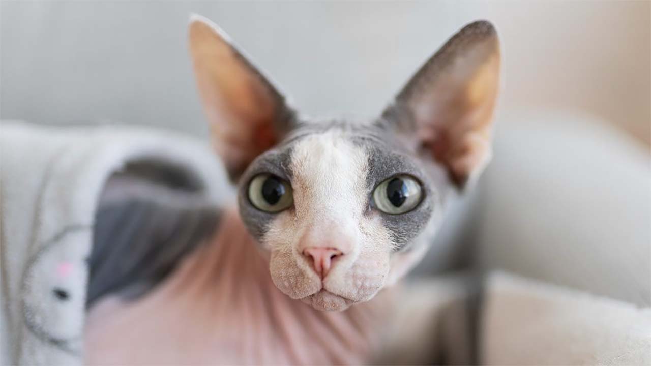 Tak Hanya Sphynx, Ini Ras-ras Kucing yang Tidak Memiliki Bulu