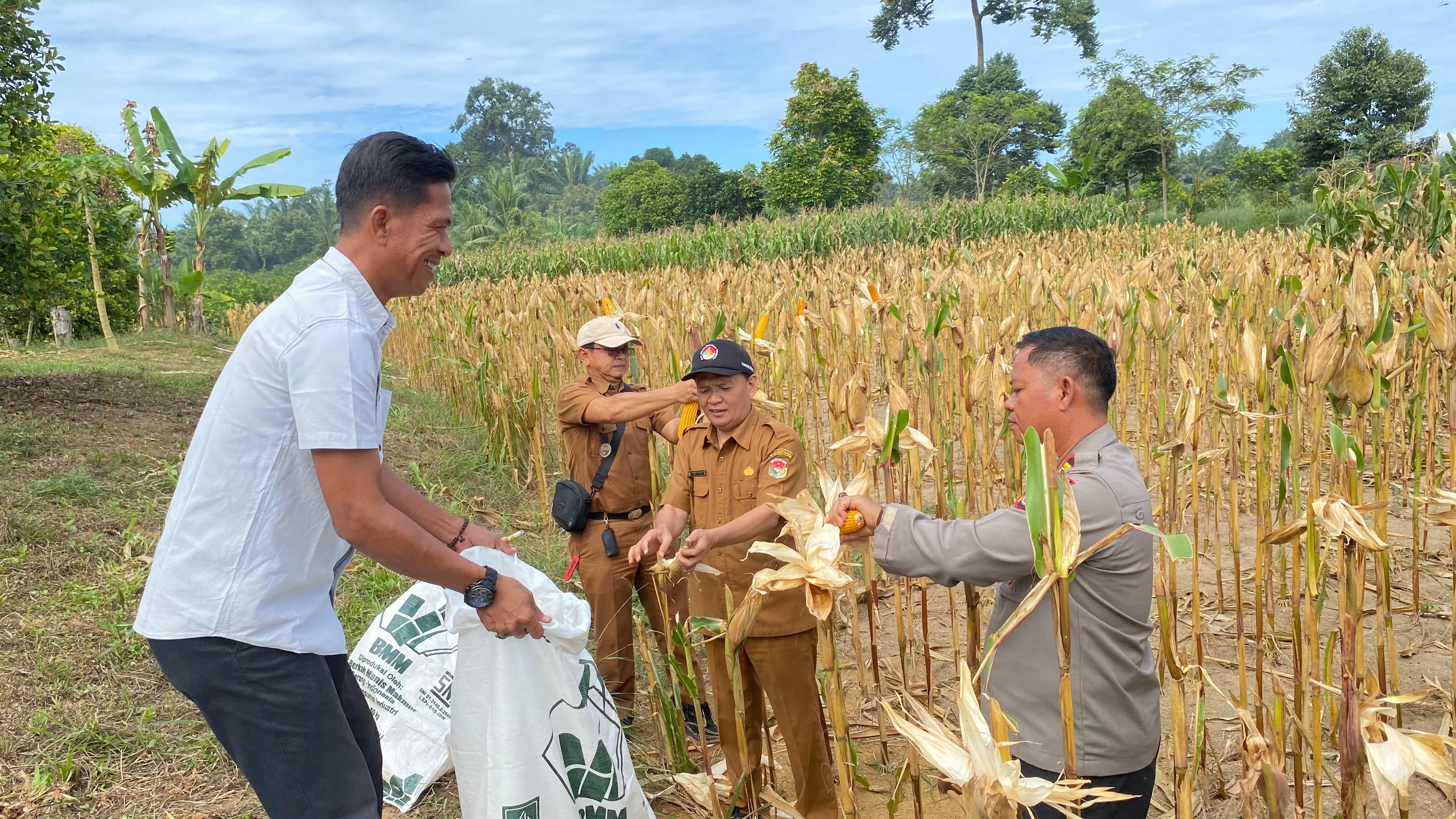 Polres Mukomuko Terus Dukung dan Dampingi Masyarakat Menanam Jagung