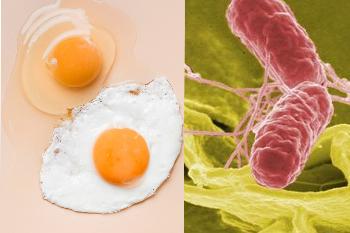 Ini Alasan Tidak Dianjurkan Mengkonsumsi Telur Mentah dan Telur Setengah Matang Karena Ada Bakteri Salmonella