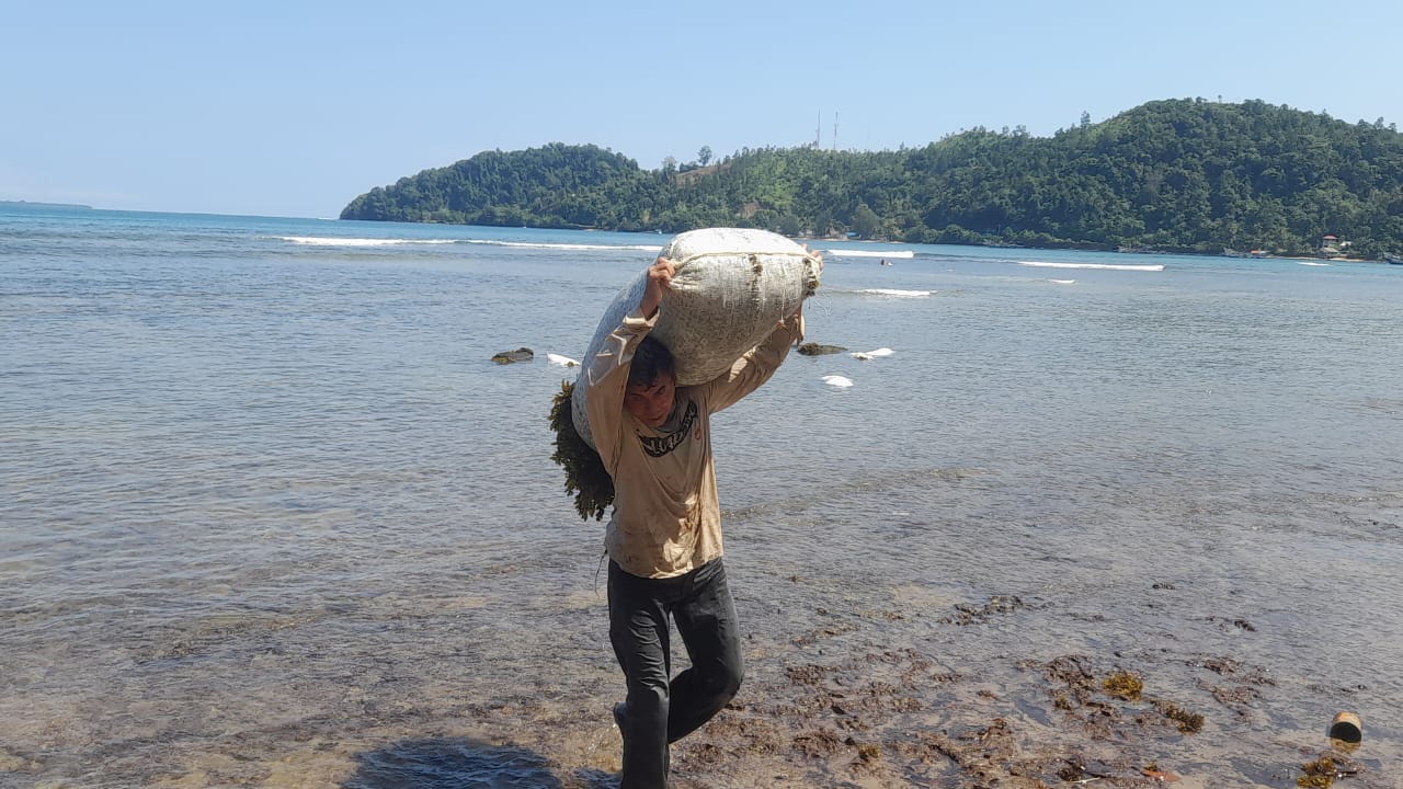 Menatap Pencari Rumput Karang Pakan Lobster di Pesisir Barat Sumatera, Mereka Tahan Seharian Berendam di Laut