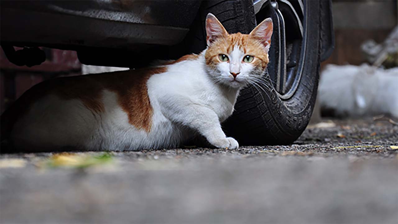 Tutorial Mengadopsi Kucing Liar Menjadi Hewan Peliharaan yang Lucu