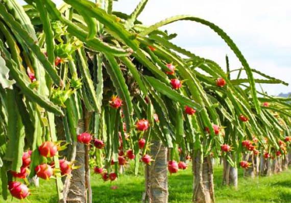 Program Ketahanan Pangan 2026, Pemdes Ini Berencana Berkebun Buah Naga
