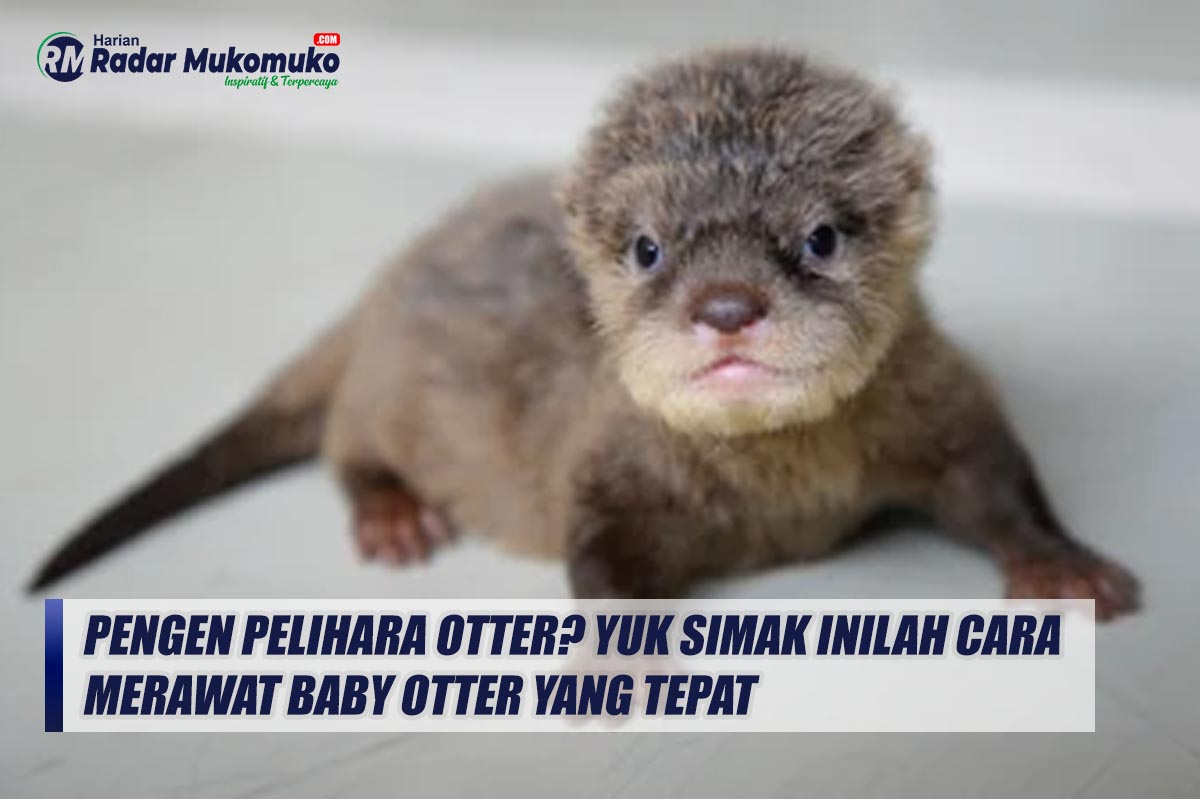 Pengen Pelihara Otter? Yuk Simak Inilah Cara Merawat Baby Otter yang Tepat