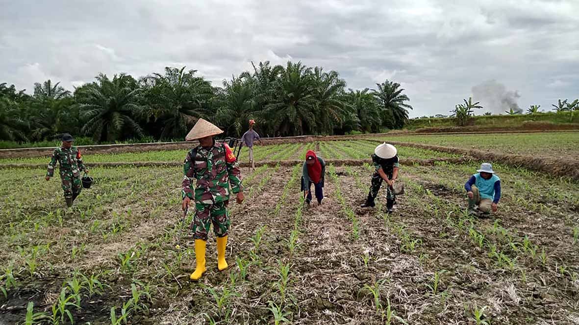 ﻿Babinsa Dampingi Petani Mukomuko Tanam Jagung Seluas 7 Hektare