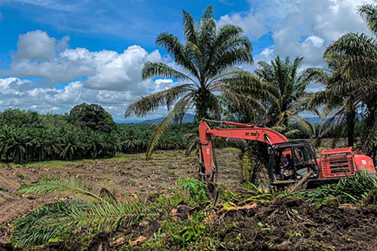 Replanting Kebun Sawit 2024 Hanya Untuk 4 Kelompok dari 4 Kecamatan Ini