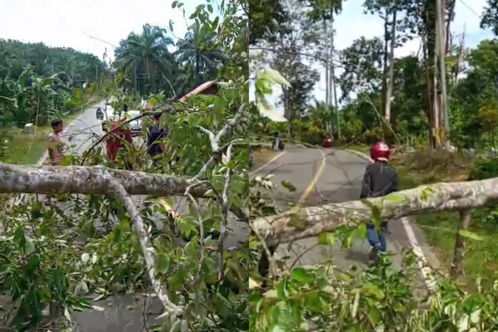 BREAKINGNEWS, Pohon Roboh di Kuburan Bunga Tanjung Tipa Pengendara Motor
