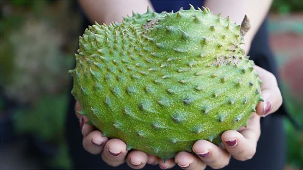 4 Kelompok Orang Ini Tidak Boleh Makan Sirsak, No 1 Perlu Diingat Betul