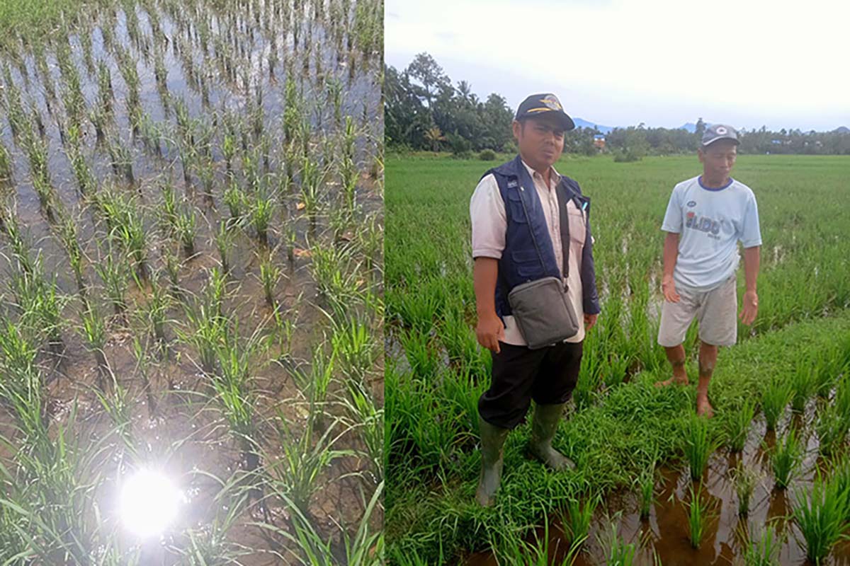 Diserang Hama, Ratusan Hektare Sawah Selagan Raya Terancam Gagal Panen, Ini Dia Jenis Hamanya