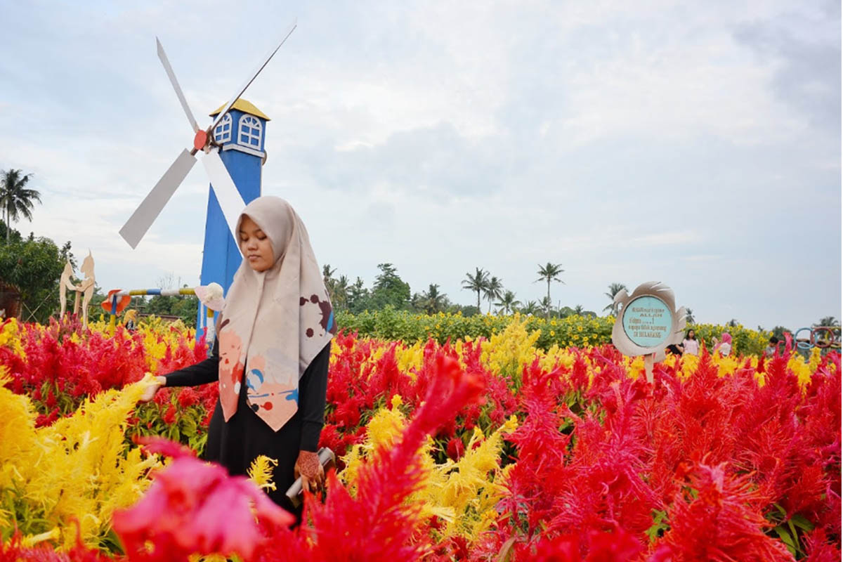 Awali Tahun Barumu dengan Penuh Warna, Coba Kunjungi Taman Bunga Celosia Merasi di Sumatera Selatan