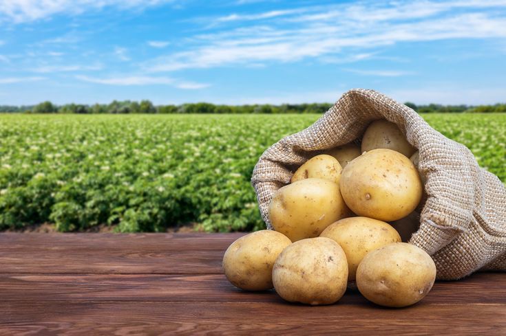 Kentang: Si Umbi Serbaguna yang Kaya Nutrisi dan Manfaat!