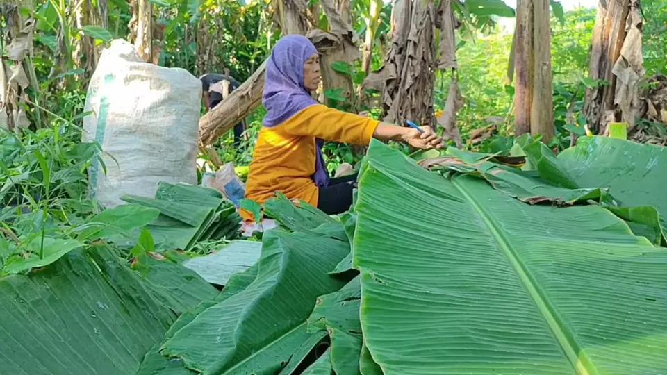 Harga Plastik Naik, Daun Pisang Menjadi Solusi Pembukus Dagangan