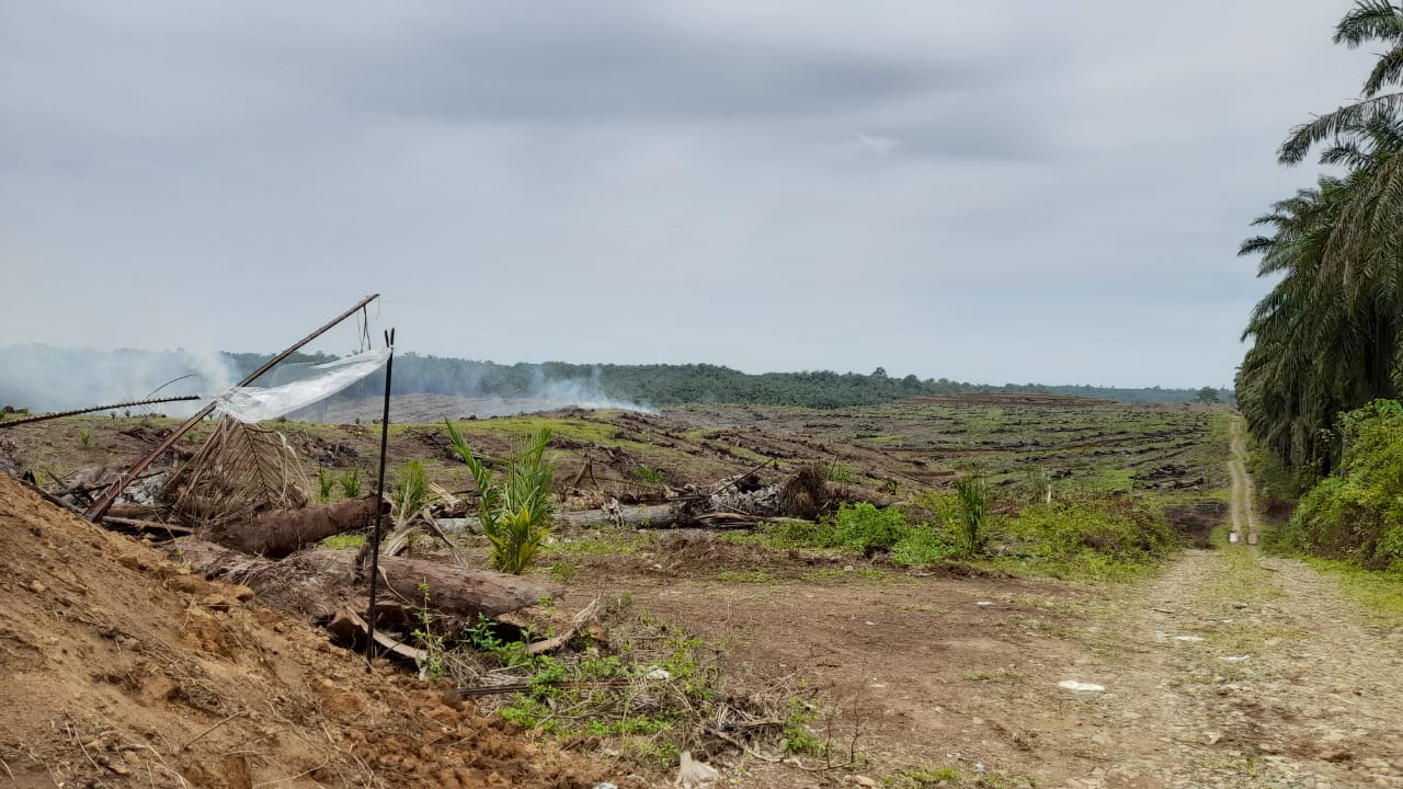 Produktivitas Menurun, Petani Sawit Mukomuko Ajukan Replanting 800 Hektare