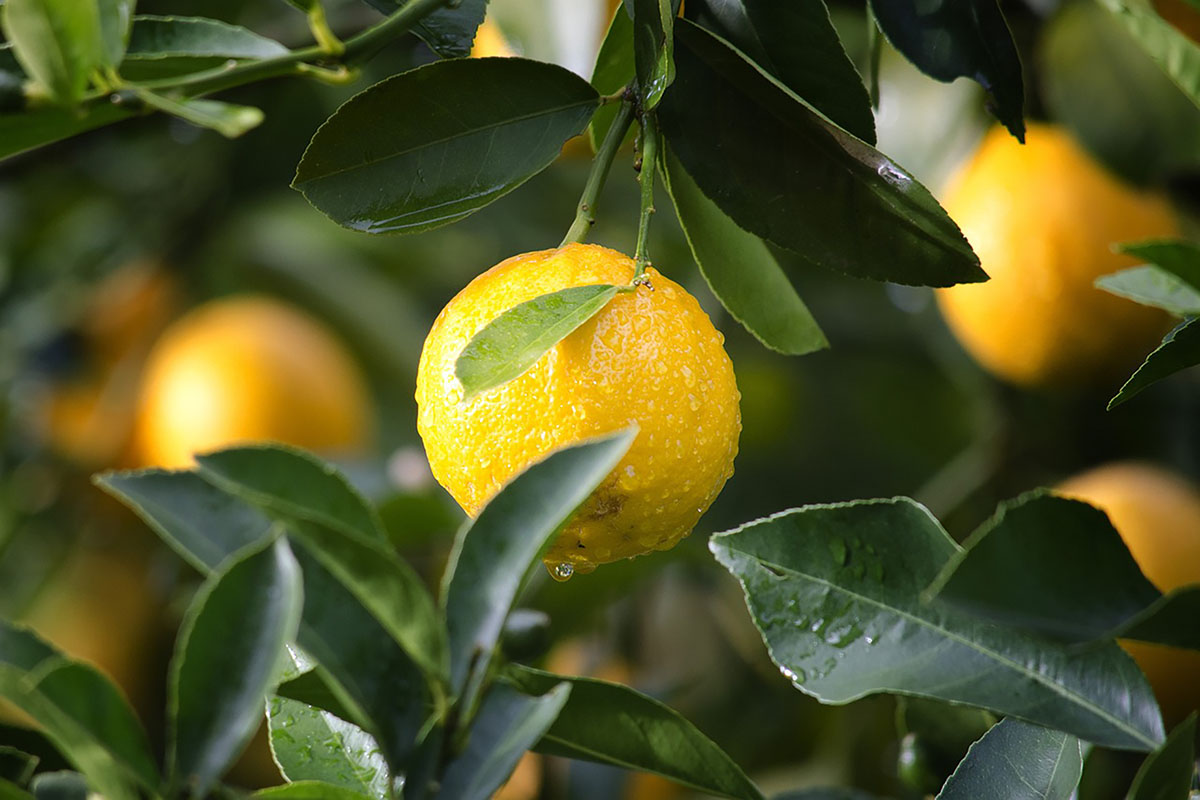 Yuk Simak Manfaat Dari Buah Lemon yang Baik Untuk Kesehatan