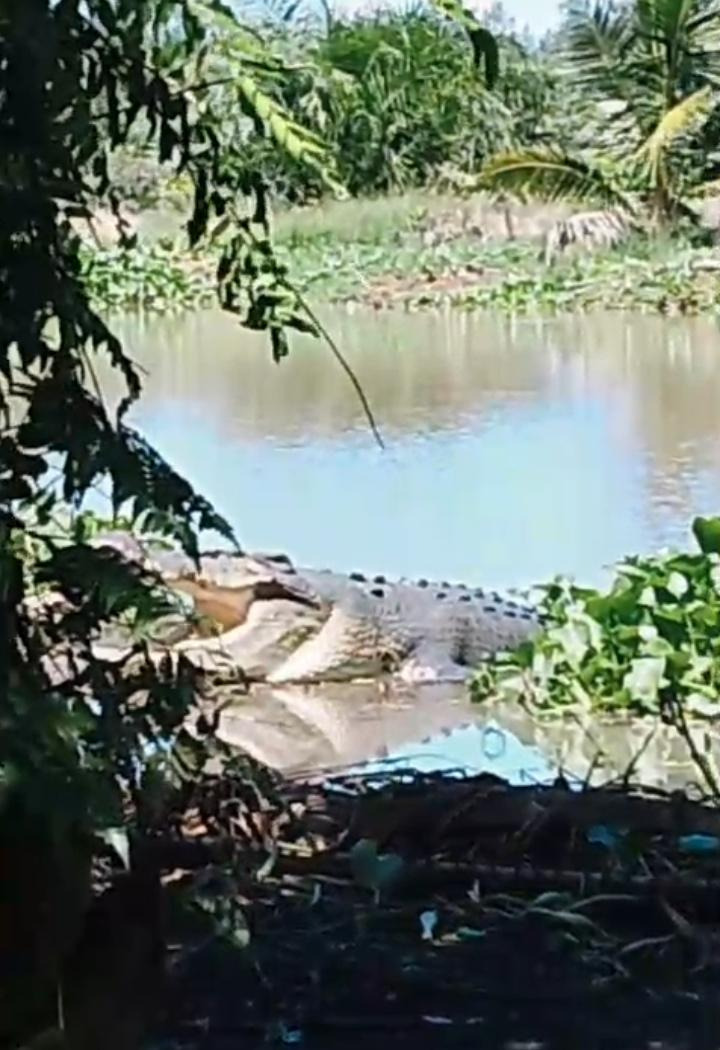 Pemancing Ikan Betok di Sungai Rumbai Diminta Waspada, Ada Buaya Mengintai