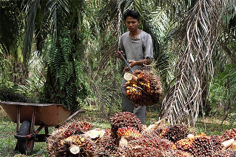 Segera Bentuk PalmCo, Ini Manfaatnya bagi Petani Sawit