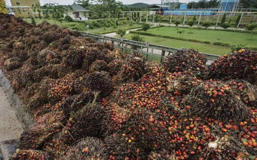 Lumbung CPO Terbesar di Indonesia Ada di Riau Sebanding dengan Dampaknya