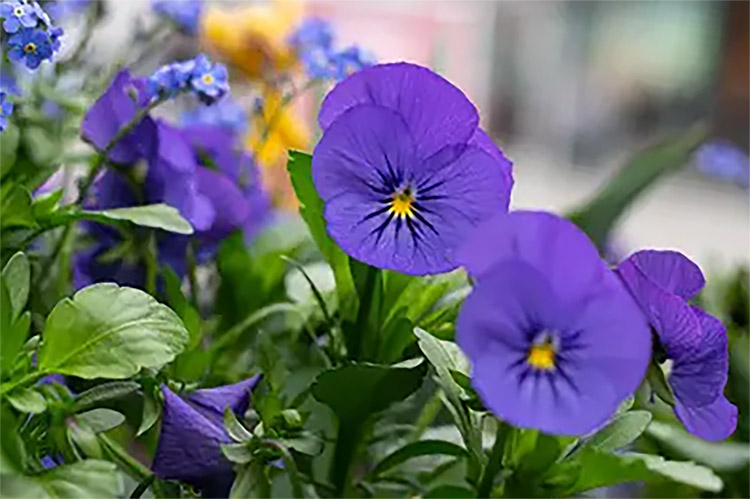 Bunga Telang, Si Biru Nan Cantik yang Kaya Akan Manfaat