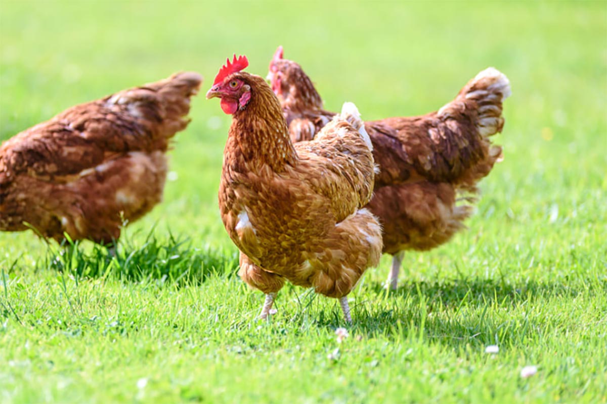 Ayam Probiotik Diklaim Lebih Tinggi Protein dan Rendah Kolestrol, Ini Alasannya