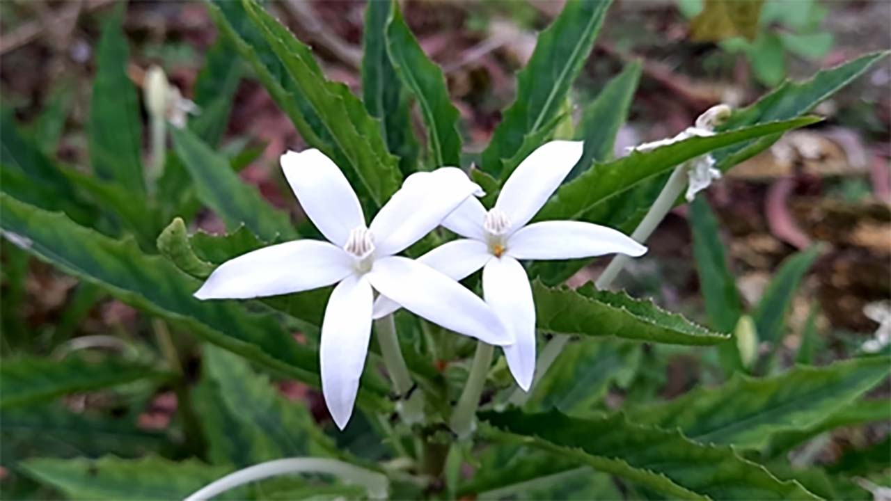 Tak Banyak yang Tahu! Bunga Kitolod punya Banyak Manfaat Bagi Kesehatan, Simak Ulasannya di Sini