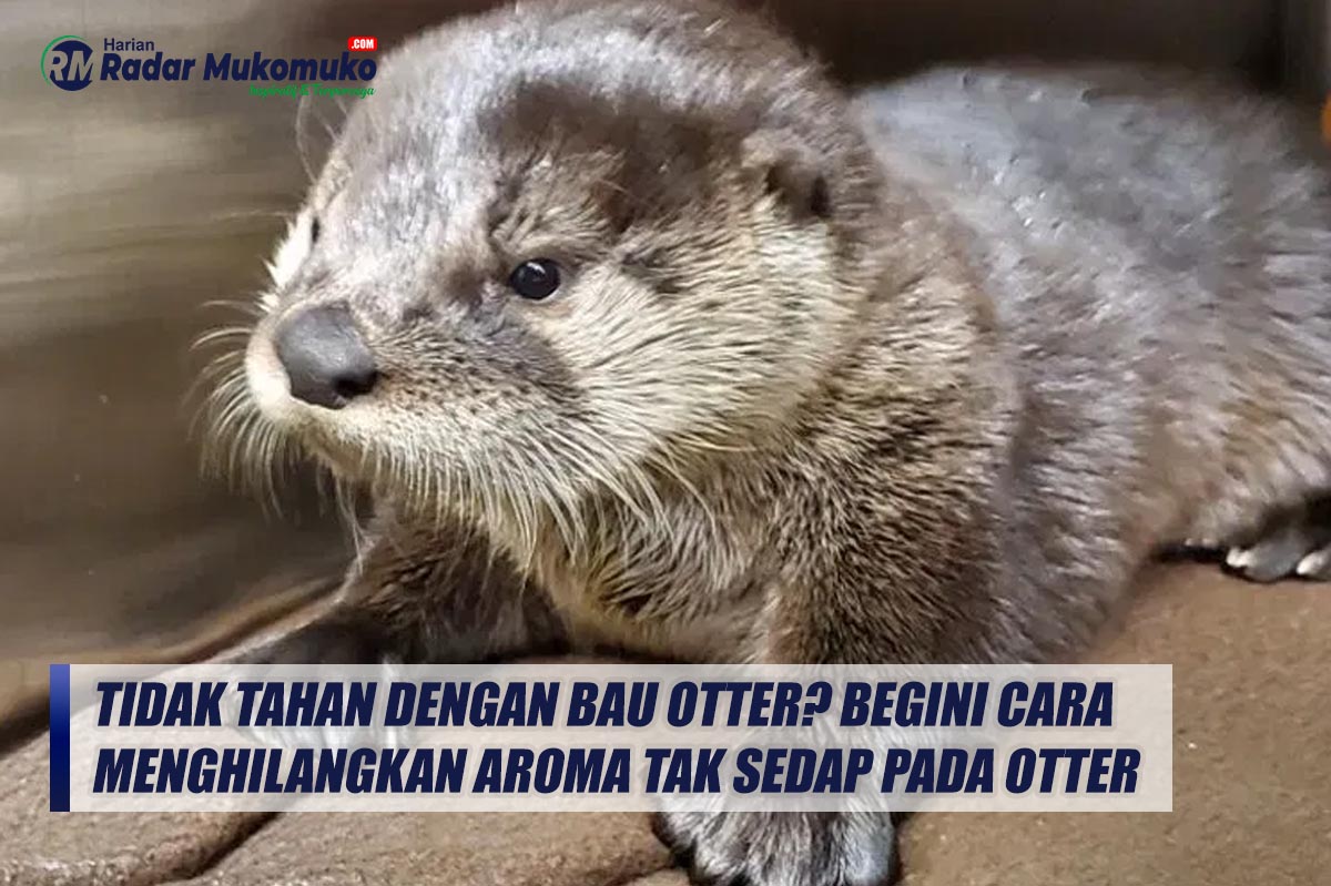 Tidak Tahan dengan Bau Otter? Begini Cara Menghilangkan Aroma Tak Sedap pada Otter