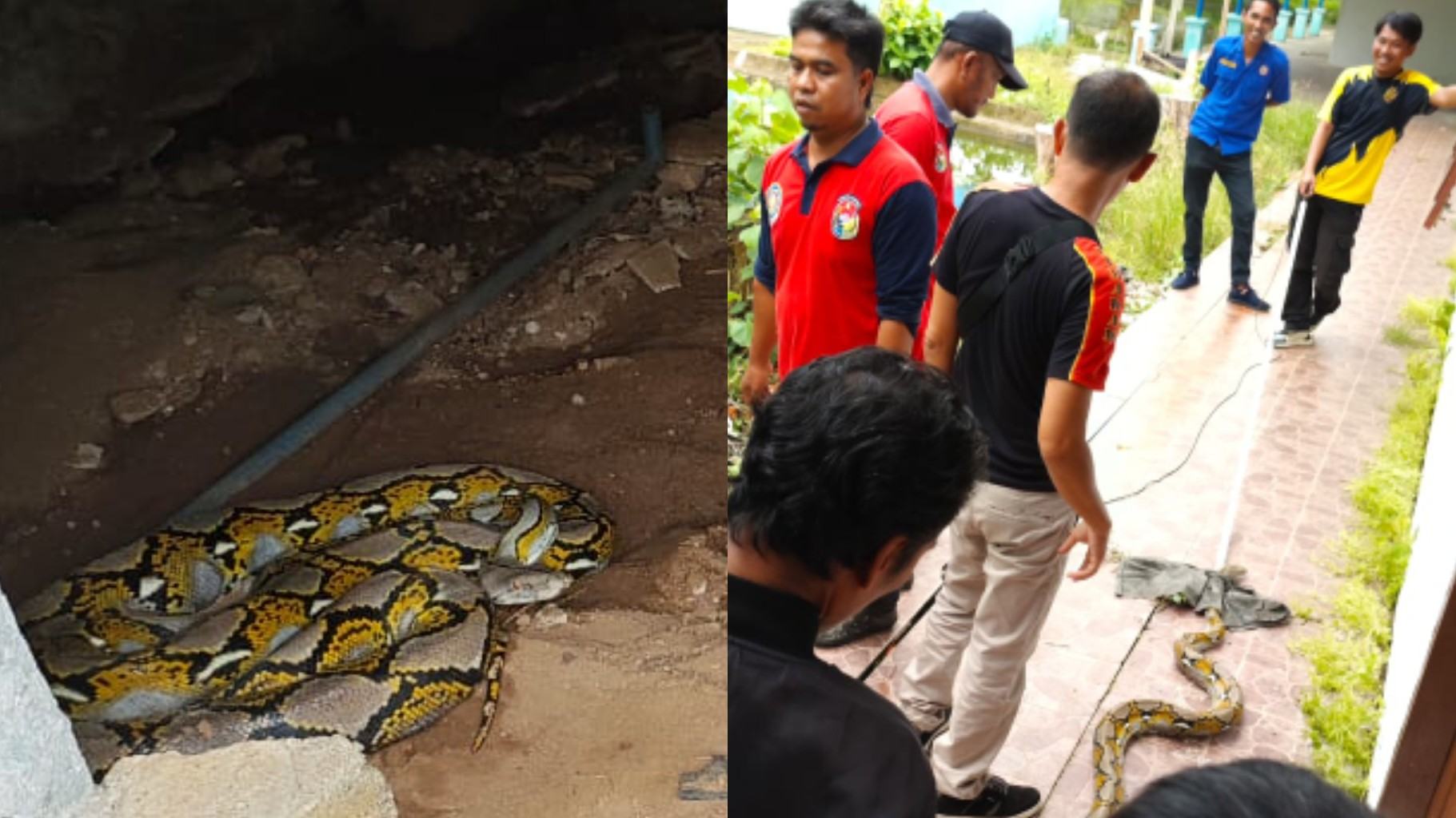 Ular Besar Penghuni Bangunan Pemerintah Itu Akhirnya Ditangkap Tim Dinas Damkar