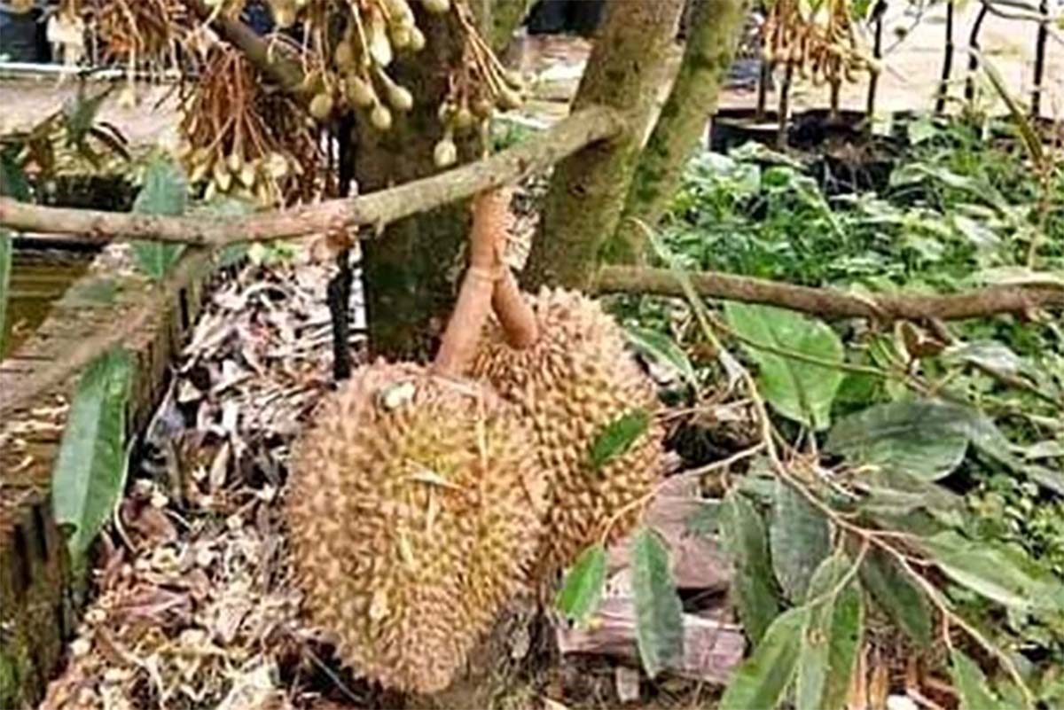 Inilah Rahasia Menanam Durian Agar Cepat Berbuah dengan Menggunakan DNA Buahnya