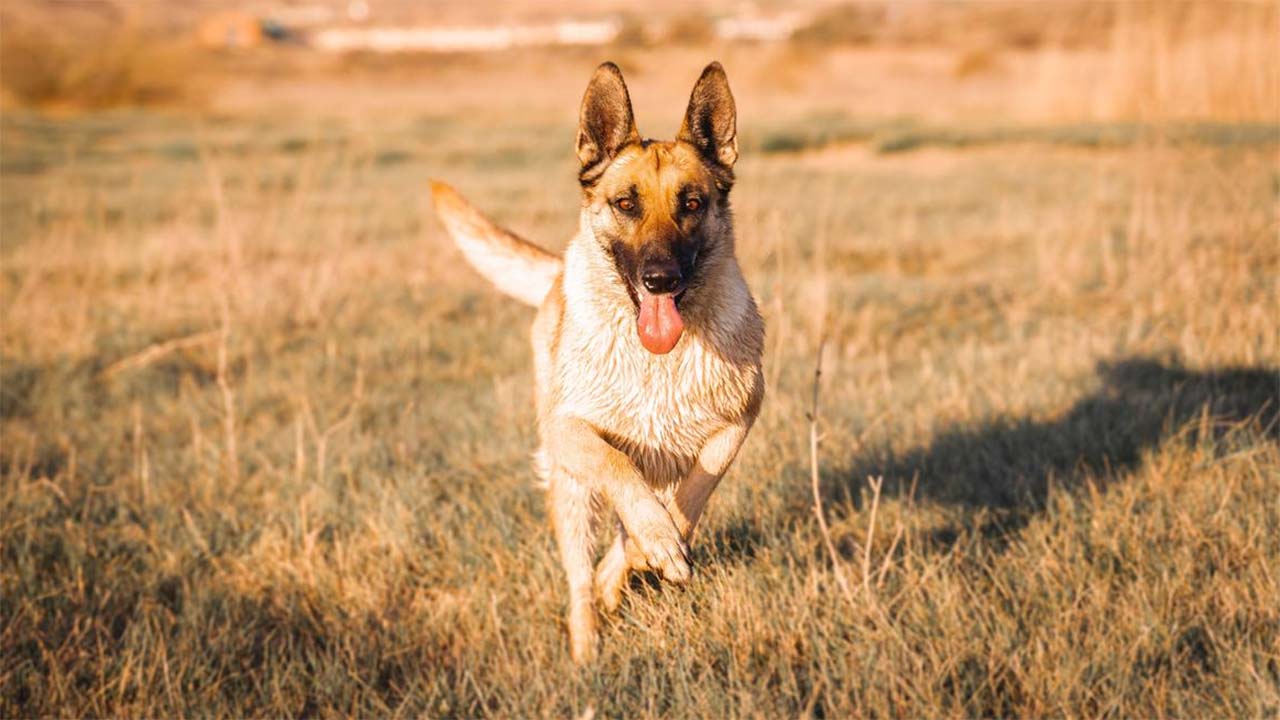 4 Tips Selamat dari Kejaran Anjing, Jangan Panik