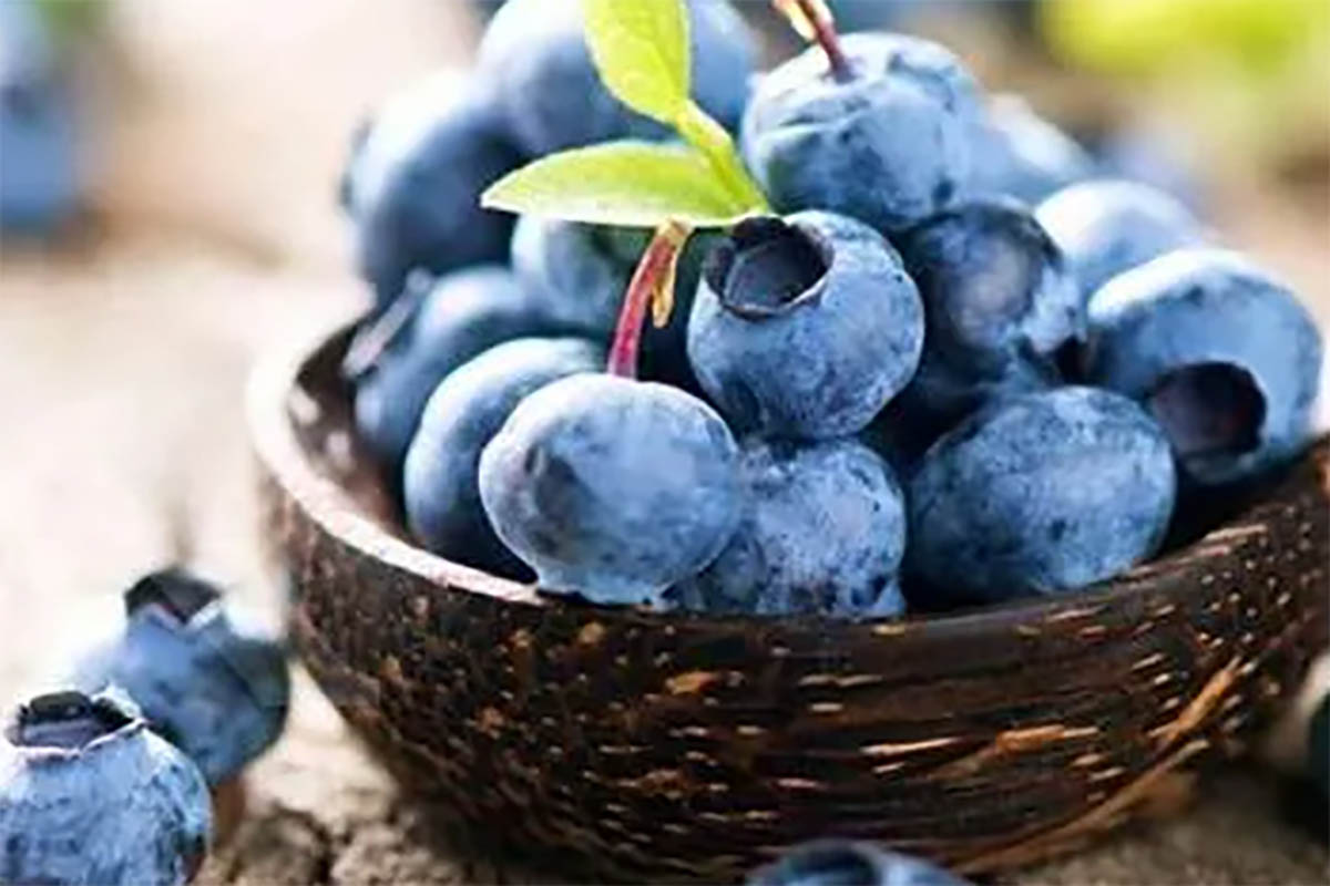 Selain Rasanya yang Lezat, Buah Bluberry Memiliki Segudang Manfaat Bagi Kesehatan