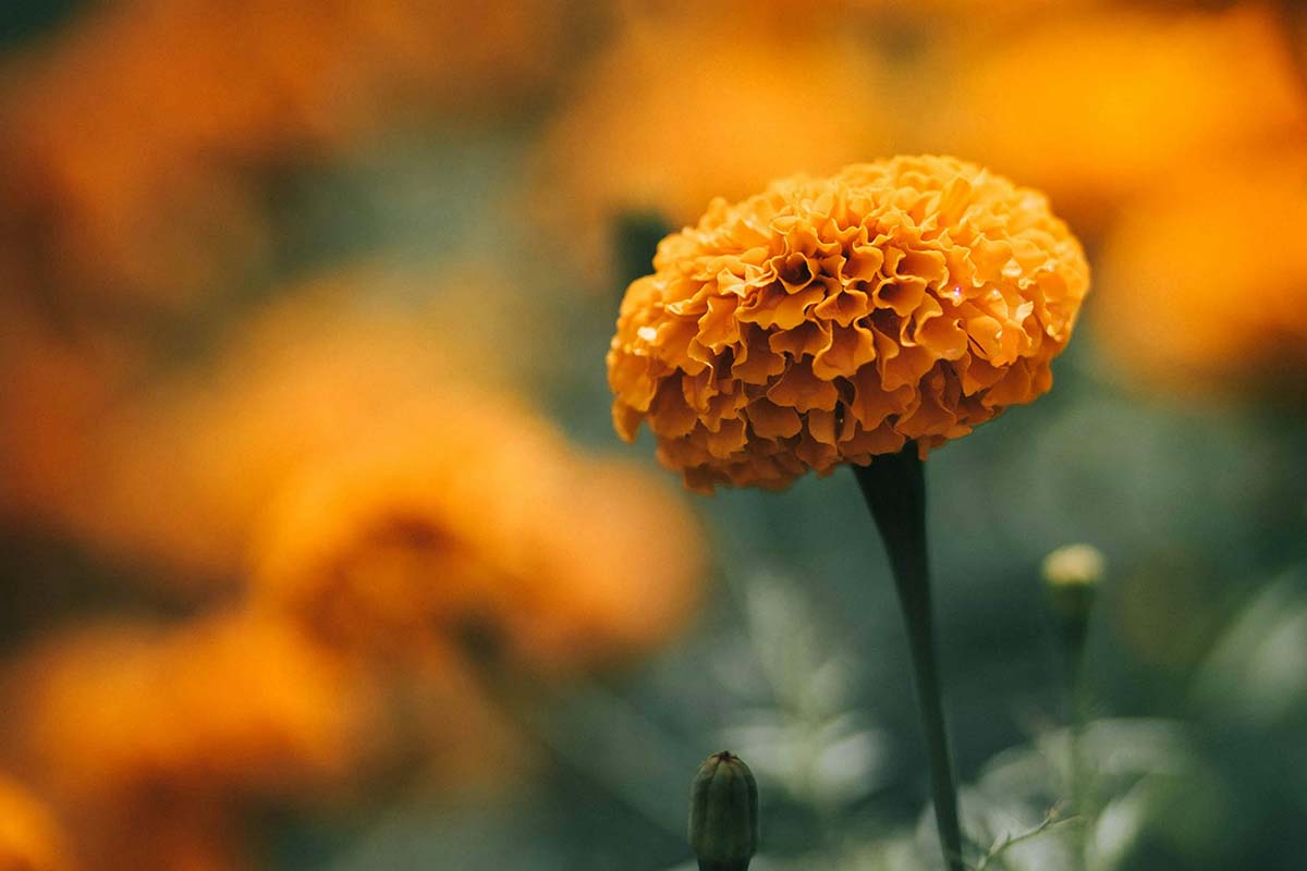 Meskipun Dikenal Aromanya yang Tak Sedap Bunga Marigold (Bunga Tahi Ayam) Punya Banyak Manfaat Lhoo, Apa Saja?