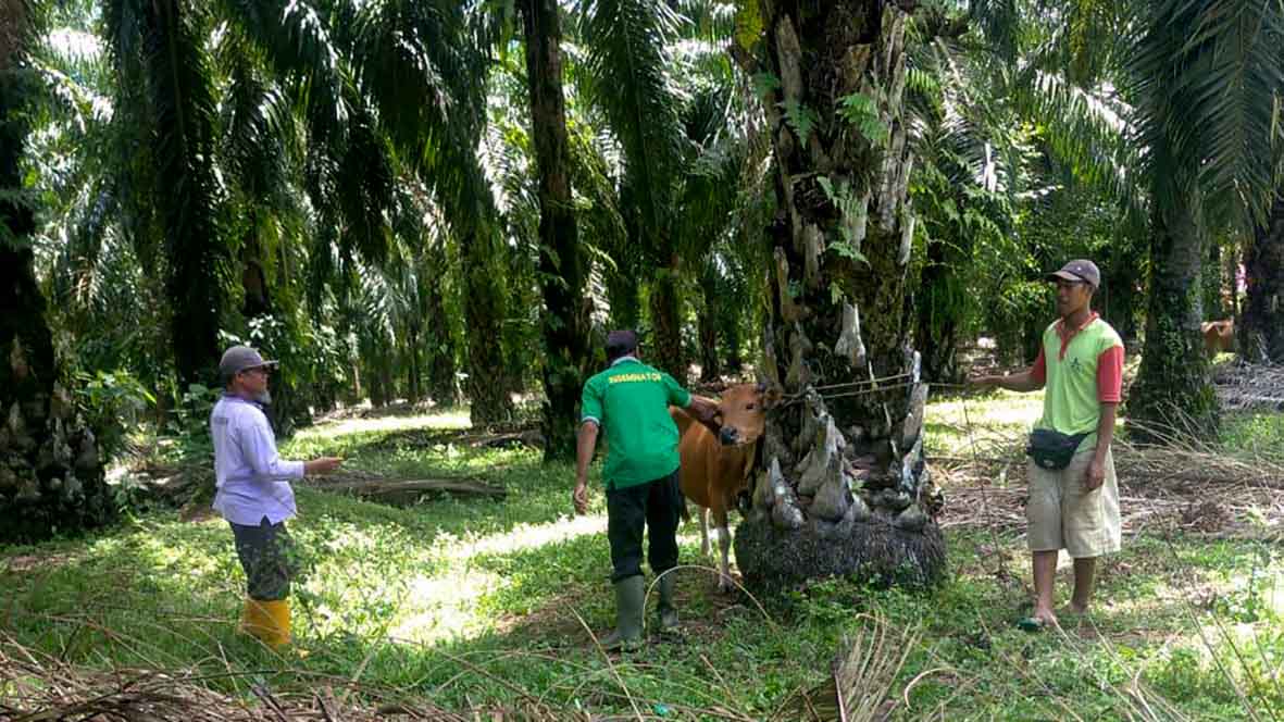 1.200 Dosis Vaksin PMK Sudah Diimplementasikan 