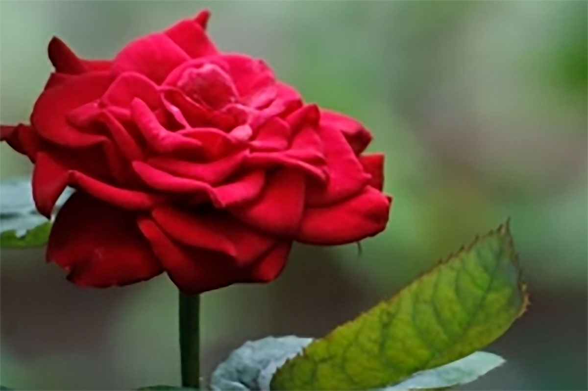 Selain digunakan Sebagai Pengharum, Bunga Mawar Juga Bermanfaat Bagi Kesehatan Tubuh