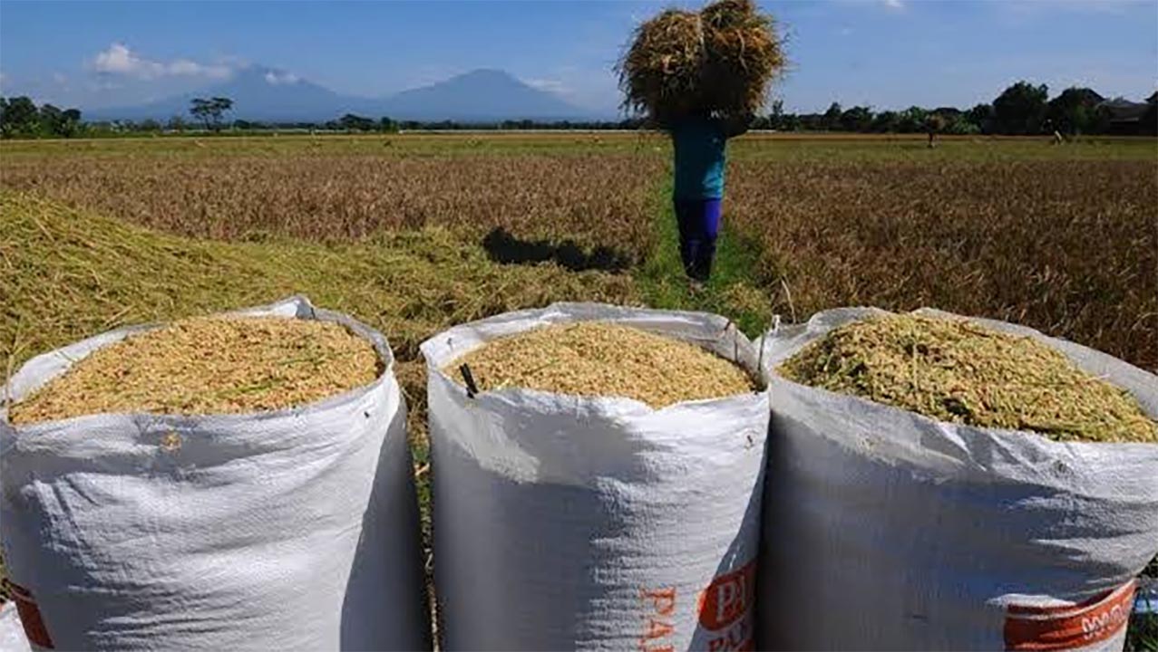 Siap Tampung Berapapun, Bulog Beli Gabah Sesuai HPP, Petani Sawah Full Senyum