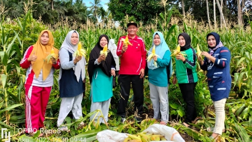 Medan Jaya Panen Jagung Program Ketahanan Pangan 